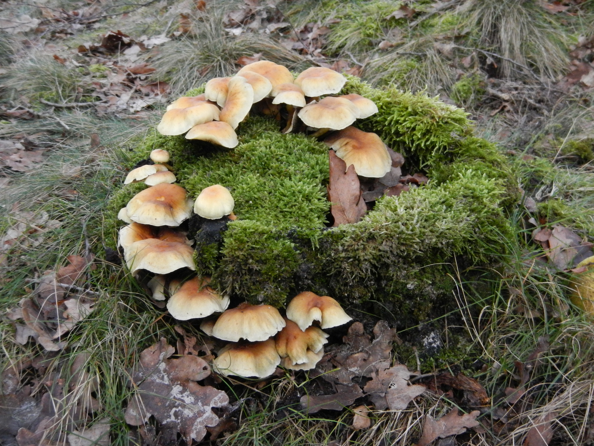 NWK 2012 039.jpg